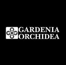 Gardenia Orchidea