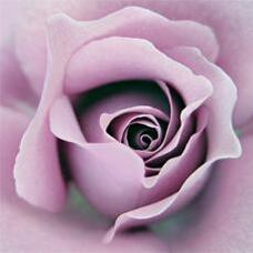 Декор Panaria Zer0.3 Experience Rosa Pls Flora C Naturale 100х100