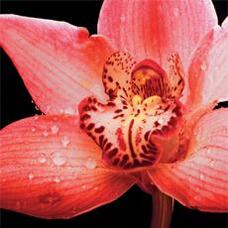 Декор Panaria Zer0.3 Experience Orchidea Pls Flora E Naturale 100х100