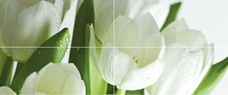 Панно Polcolorit Arco  Digital Tulipany  (4)	50x120