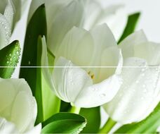Панно Polcolorit Arco  Digital Tulipany  (2)	50x60